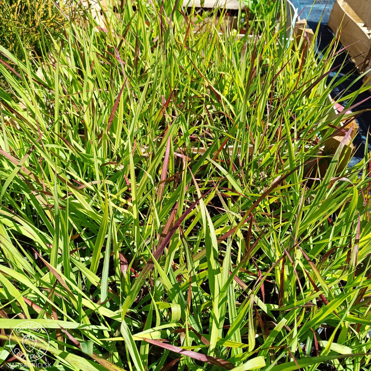 Obrázok Proso prútnaté (Panicum virgatum) ´SHENANDOAH´ - kont. C1,5L