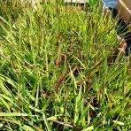 Proso prútnaté (Panicum virgatum) ´SHENANDOAH´ - kont. C1,5L