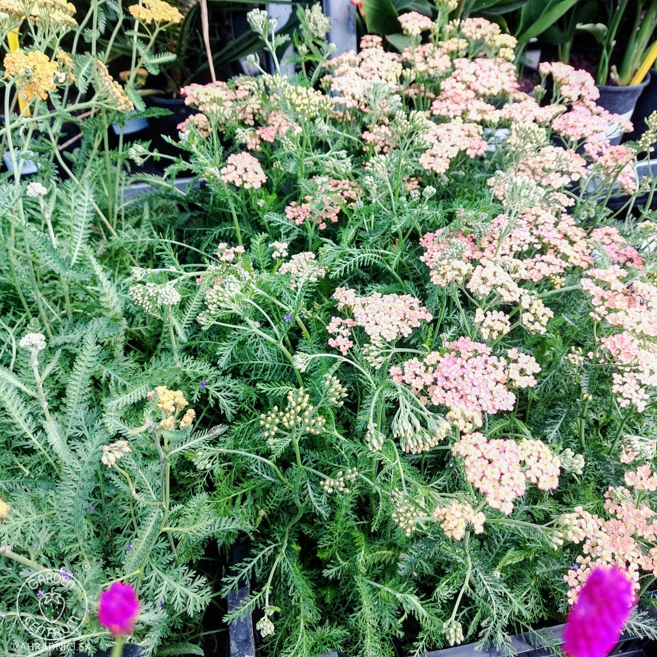 Obrázok Rebríček obyčajný (Achillea millefolium) ´SKYSAIL FIRE´ - kont. C1L