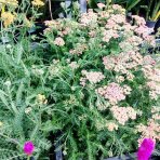 Rebríček obyčajný (Achillea millefolium) ´SKYSAIL FIRE´ - kont. C1L