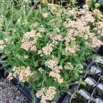 Rebríček obyčajný (Achillea millefolium) ´SKYSAIL FIRE´ - kont. C1L