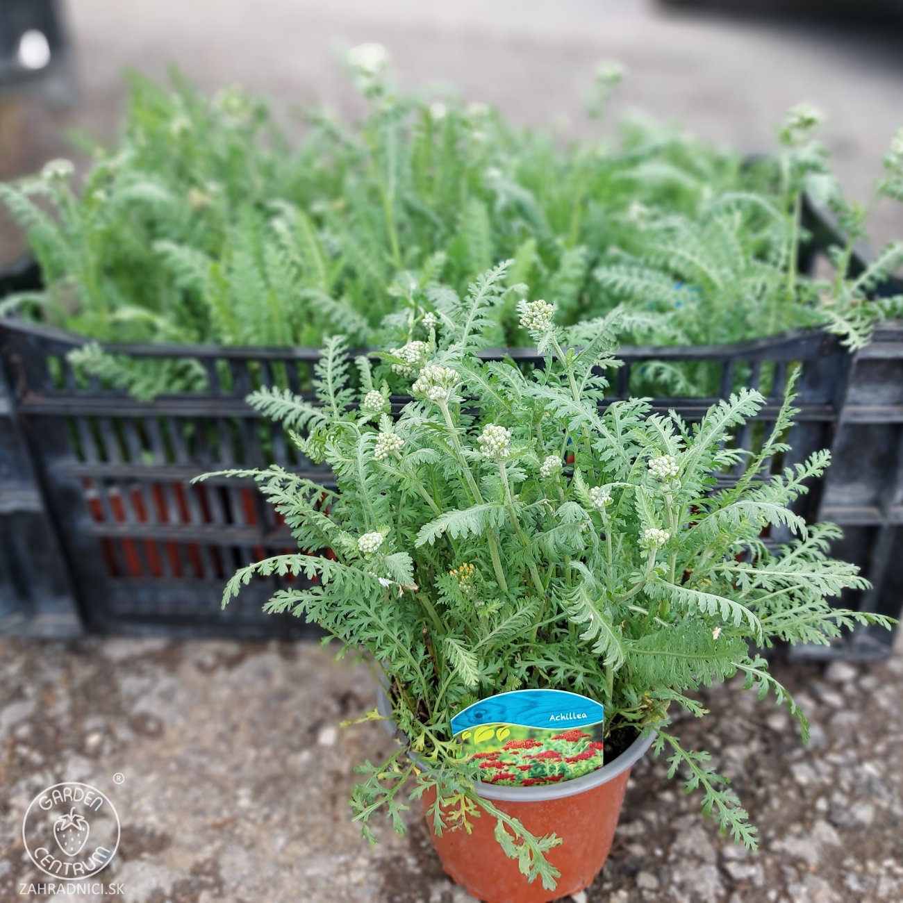 Obrázok Rebríček obyčajný (Achillea millefolium) ´SKYSAIL FIRE´ - kont. C1L