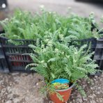 Rebríček obyčajný (Achillea millefolium) ´SKYSAIL FIRE´ - kont. C1L
