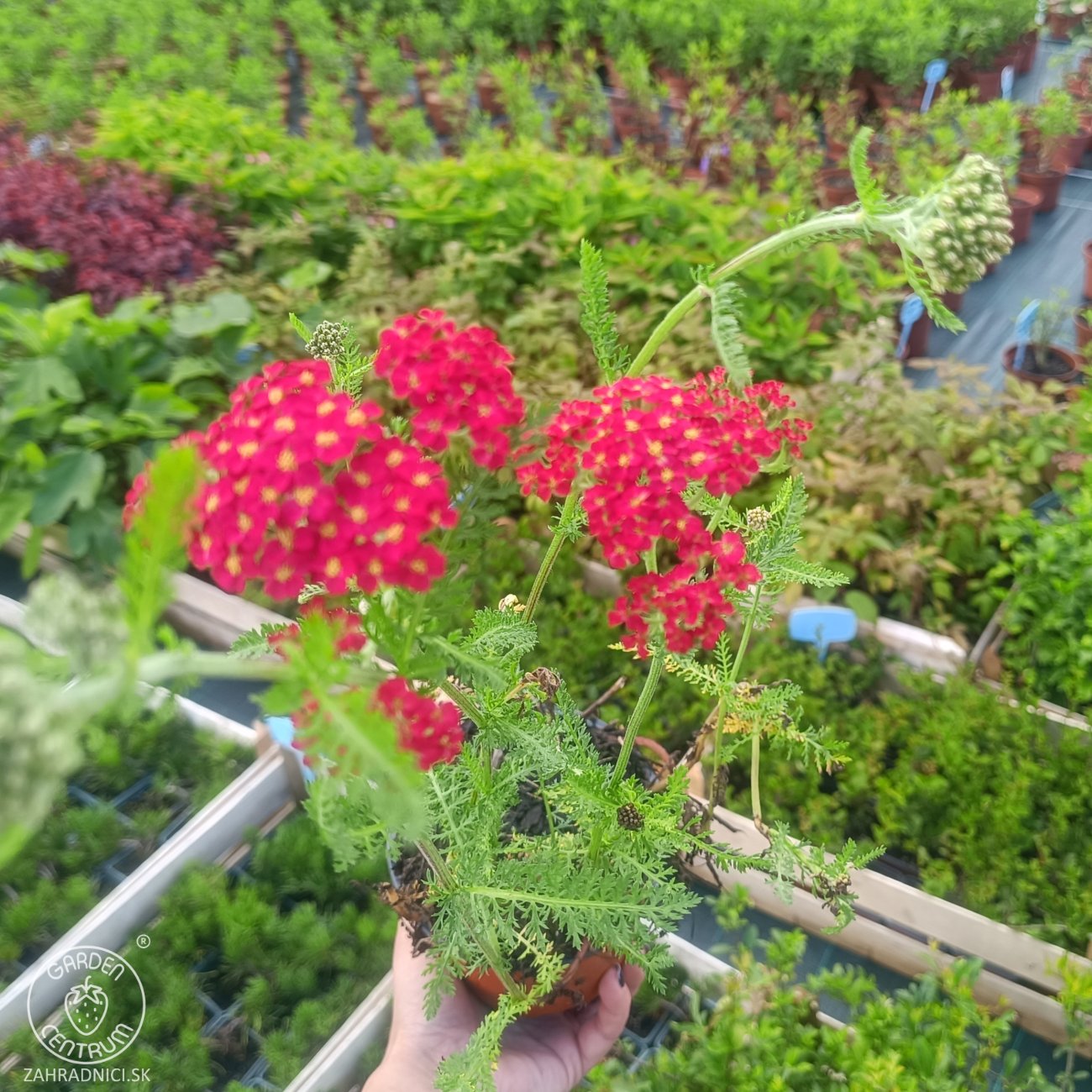 Obrázok Rebríček obyčajný (Achillea filipendulina) ‘SUMMERWINE’ - kont. C1,5L