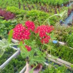 Rebríček obyčajný (Achillea filipendulina) ‘SUMMERWINE’ - kont. C1,5L