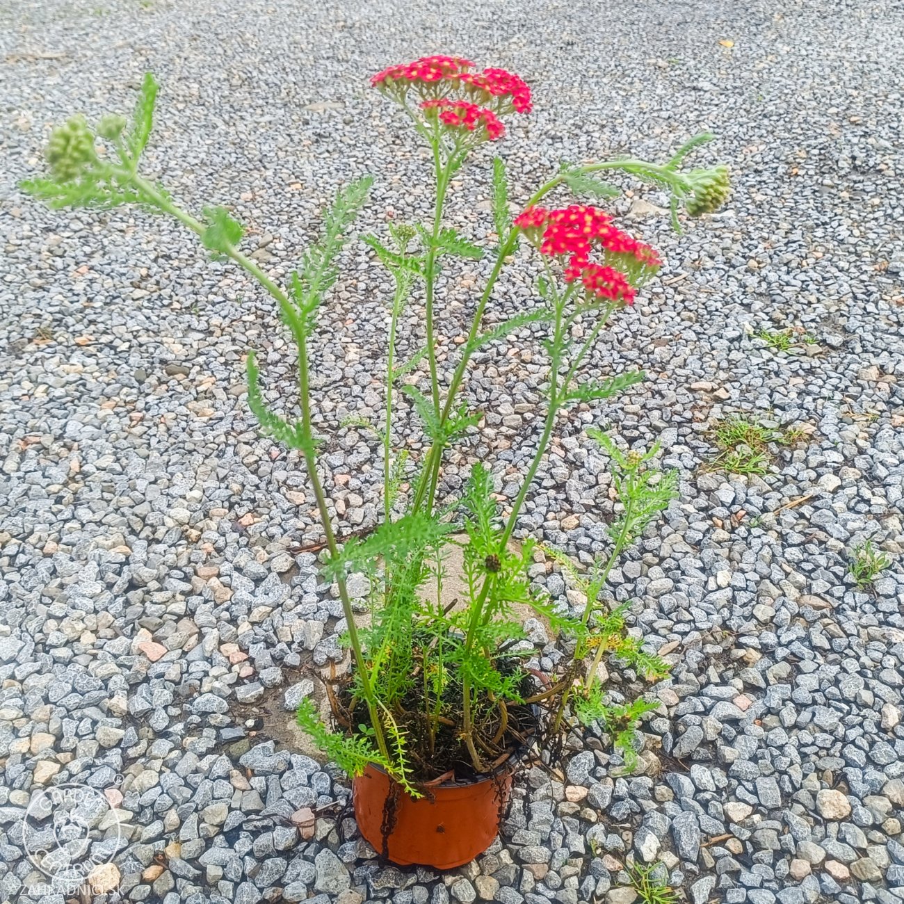 Obrázok Rebríček obyčajný (Achillea filipendulina) ‘SUMMERWINE’ - kont. C1,5L