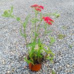 Rebríček obyčajný (Achillea filipendulina) ‘SUMMERWINE’ - kont. C1,5L