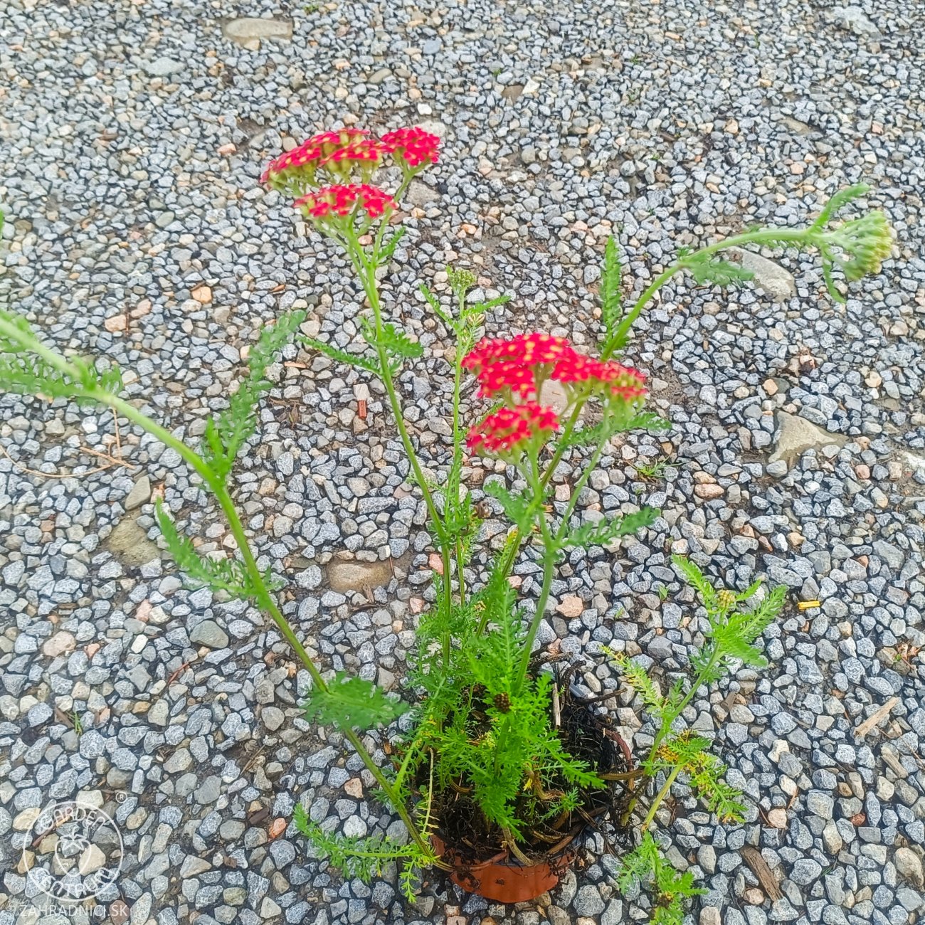 Obrázok Rebríček obyčajný (Achillea filipendulina) ‘SUMMERWINE’ - kont. C1,5L