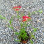 Rebríček obyčajný (Achillea filipendulina) ‘SUMMERWINE’ - kont. C1,5L