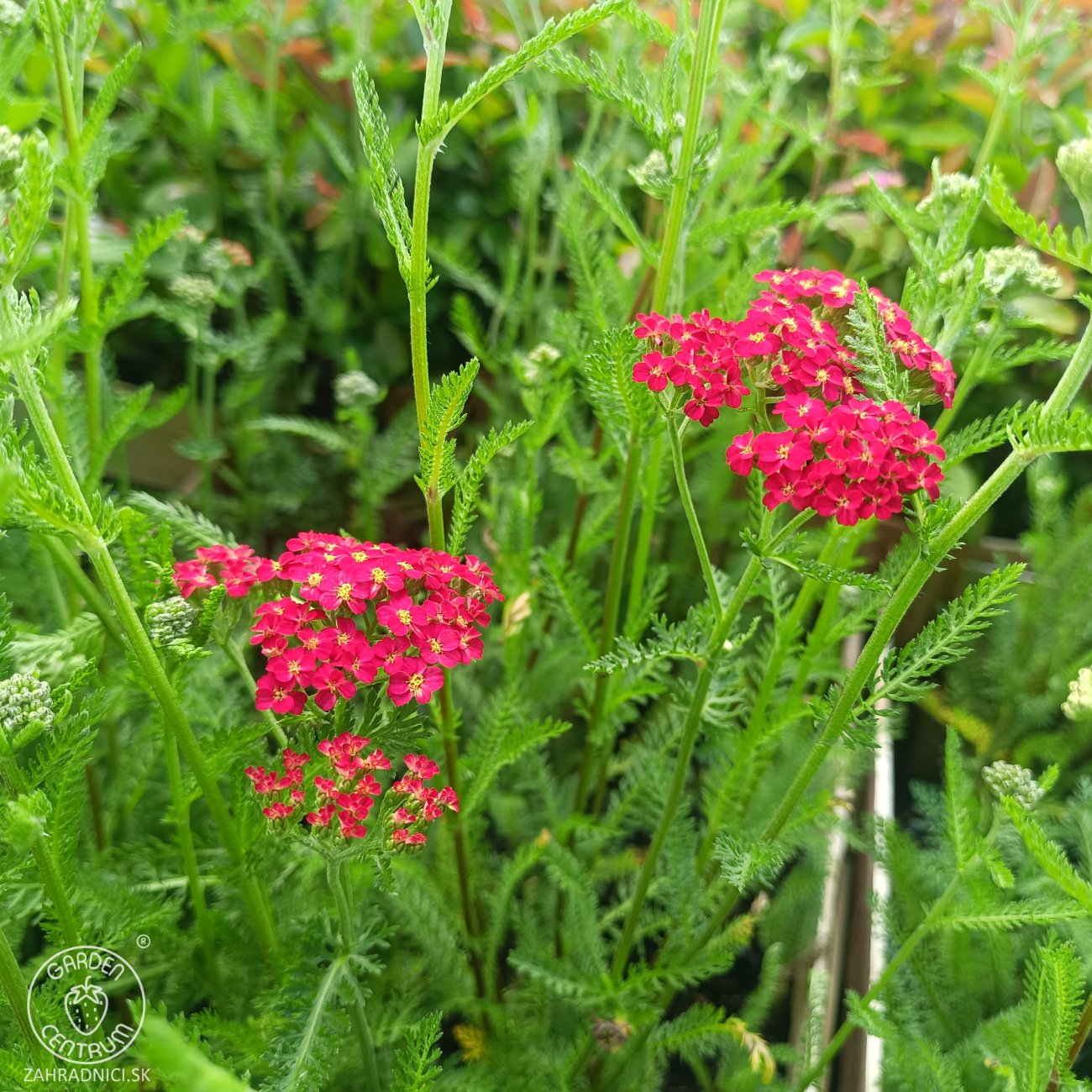 Obrázok Rebríček obyčajný (Achillea filipendulina) ‘SUMMERWINE’ - kont. C1,5L