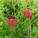 Rebríček obyčajný (Achillea filipendulina) ‘SUMMERWINE’ - kont. C1,5L