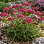 Rebríček obyčajný (Achillea filipendulina) ‘SUMMERWINE’ - kont. C1,5L