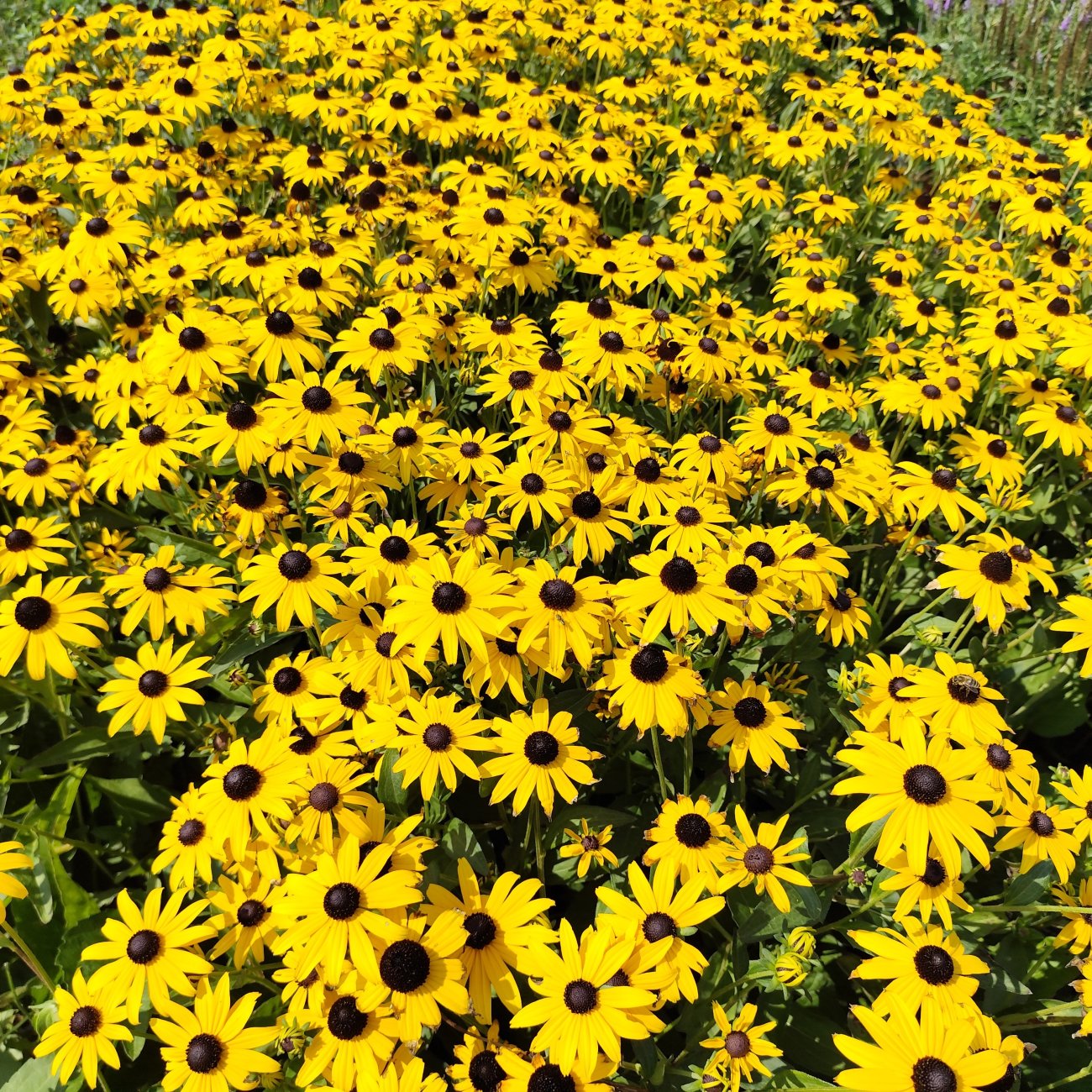 Obrázok Rudbekia žiarivá (Rudbeckia fulgida) ´GOLDSTURM´ - kont. C1,5L