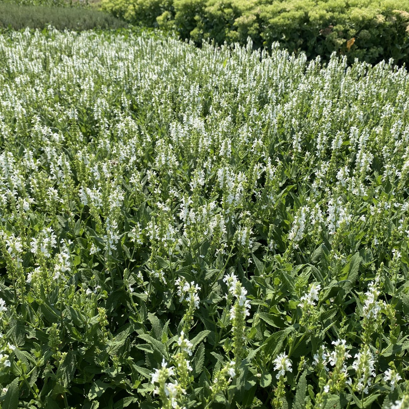 Obrázok Šalvia hájna (Salvia nemorosa) ´SENSATION WHITE´ - kont. C1,5L