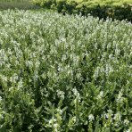 Šalvia hájna (Salvia nemorosa) ´SENSATION WHITE´ - kont. C1,5L
