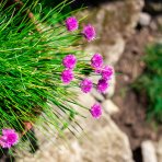 Trávnička trsnatá (armeria juniperifolia) 'ARMADA ROSE' - kont. P13