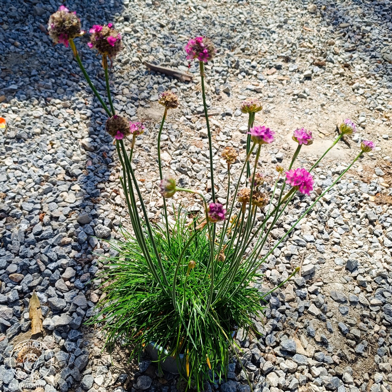 Obrázok Trávnička trsnatá (armeria juniperifolia) 'ARMADA ROSE' - kont. P13
