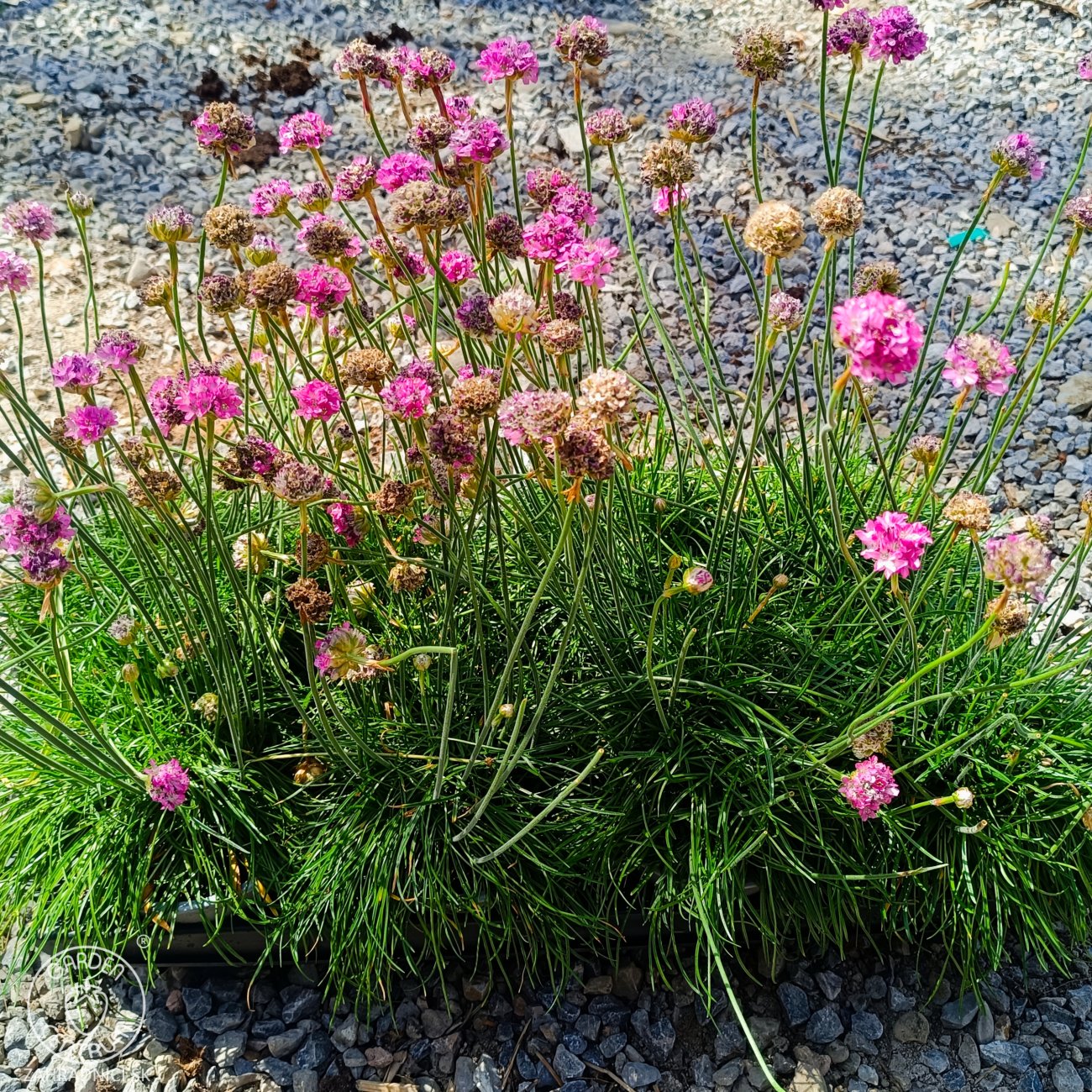 Obrázok Trávnička trsnatá (armeria juniperifolia) 'ARMADA ROSE' - kont. P13