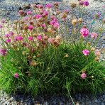 Trávnička trsnatá (armeria juniperifolia) 'ARMADA ROSE' - kont. P13