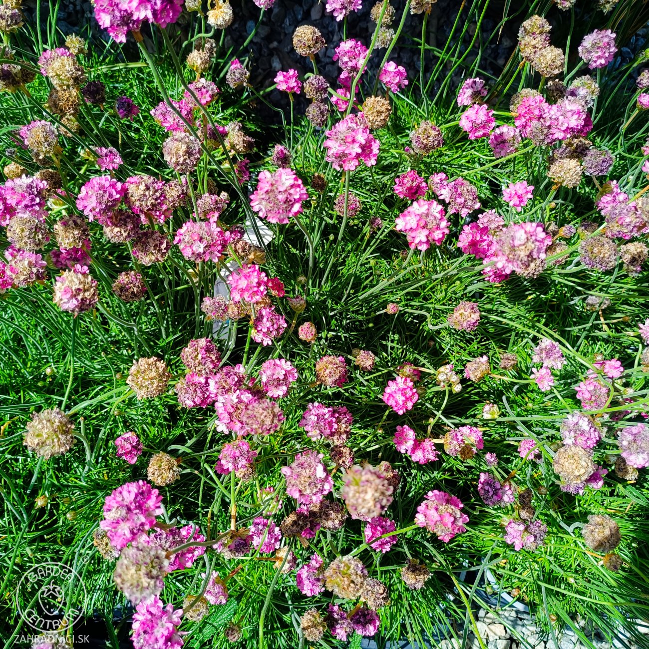 Obrázok Trávnička trsnatá (armeria juniperifolia) 'ARMADA ROSE' - kont. P13
