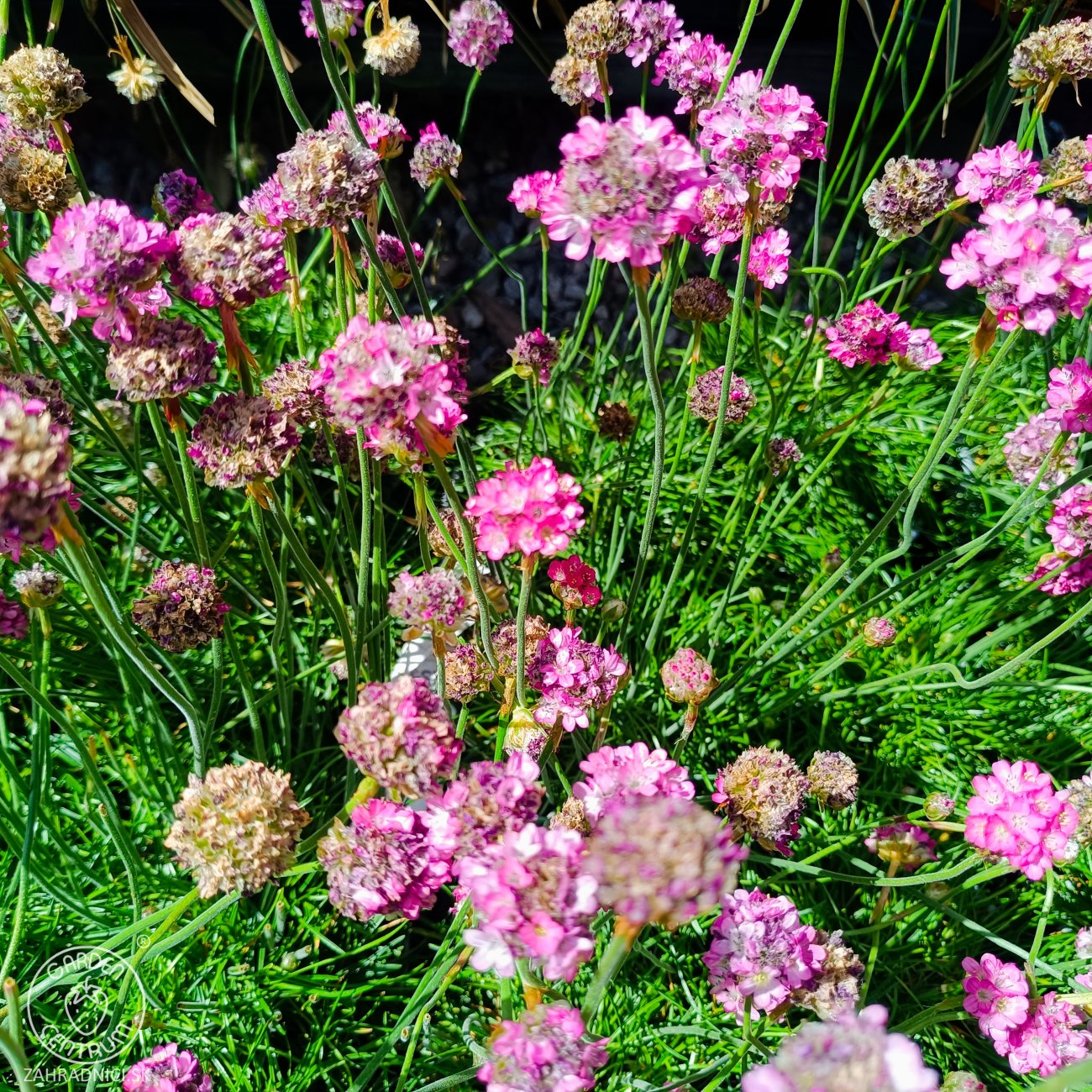 Obrázok Trávnička trsnatá (armeria juniperifolia) 'ARMADA ROSE' - kont. P13