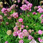 Trávnička trsnatá (armeria juniperifolia) 'ARMADA ROSE' - kont. P13