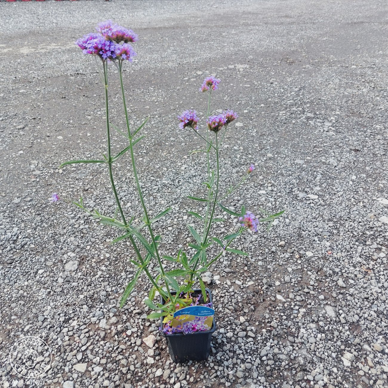 Obrázok Železník argentínsky (Verbena bonariensis) ´LOLLIPOP´ - kont. C2L