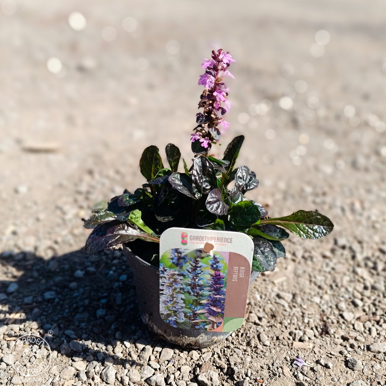 Obrázok Zbehovec plazivý (Ajuga Reptans) ´BLACK SCALLOP´ - kont. P13