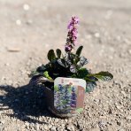 Zbehovec plazivý (Ajuga Reptans) ´BLACK SCALLOP´ - kont. P13