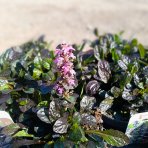 Zbehovec plazivý (Ajuga Reptans) ´BLACK SCALLOP´ - kont. P13