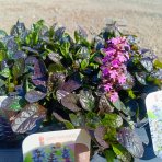 Zbehovec plazivý (Ajuga Reptans) ´BLACK SCALLOP´ - kont. P13