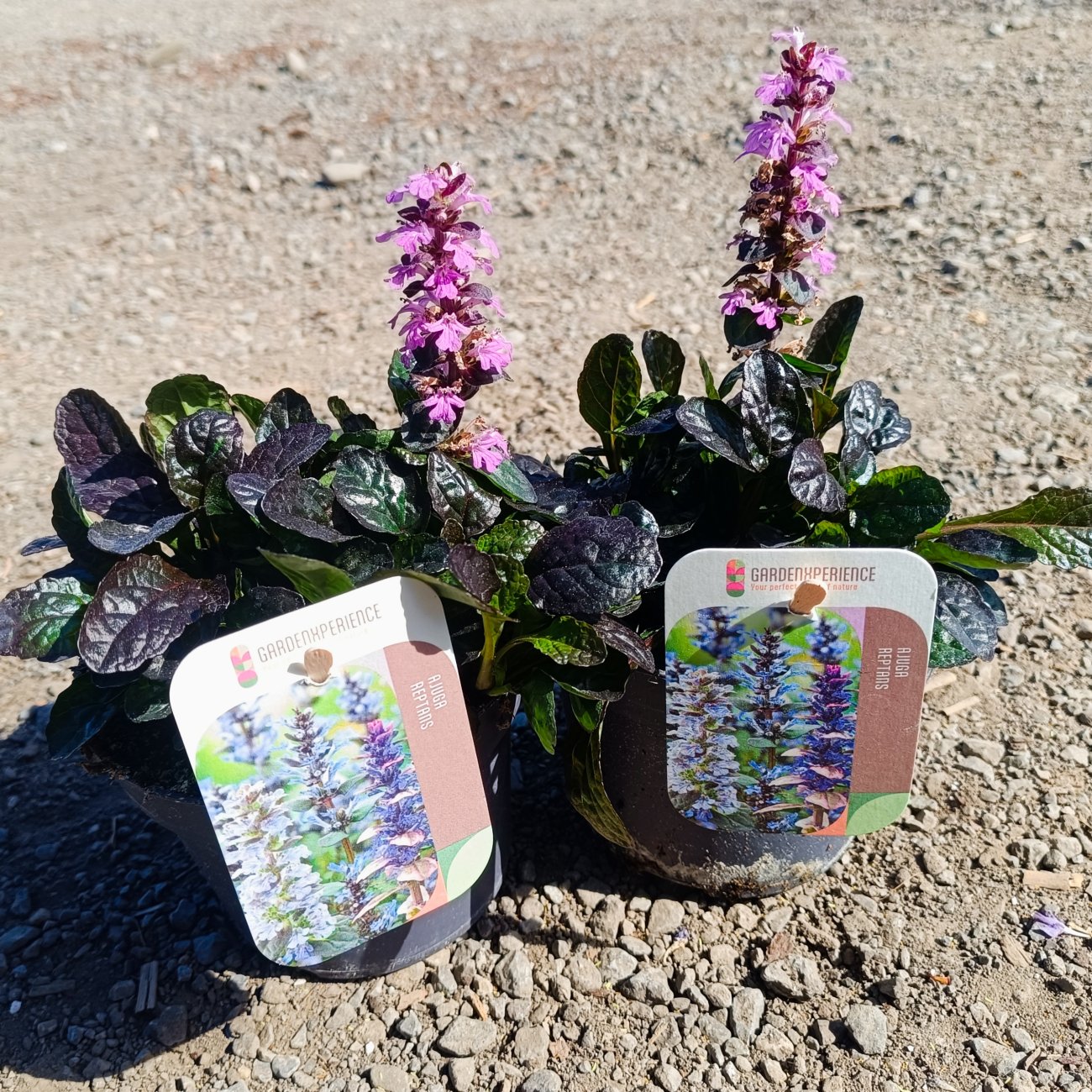 Obrázok Zbehovec plazivý (Ajuga Reptans) ´BLACK SCALLOP´ - kont. P13