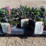 Zbehovec plazivý (Ajuga Reptans) ´BLACK SCALLOP´ - kont. P13