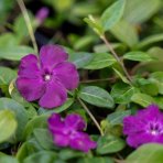 Zimozeleň menšia (Vinca minor) ´ATROPURPUREA´ kont. P9