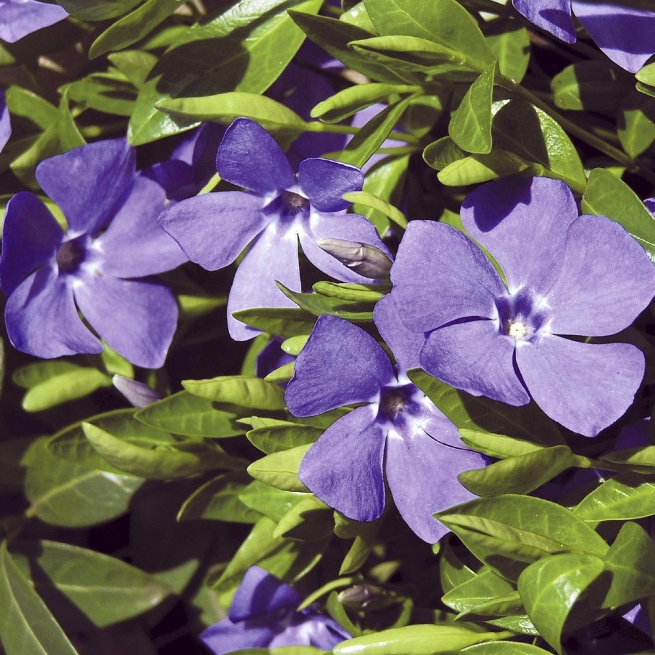 Obrázok Zimozeleň menšia (Vinca Minor) - kont. P9