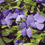 Zimozeleň menšia (Vinca Minor) - kont. P9
