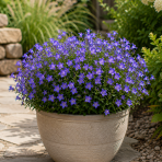 Zvonček mliečny (Campanula lactiflora) ‘PRICHARD’S VARIETY’ - kont.C1,5L