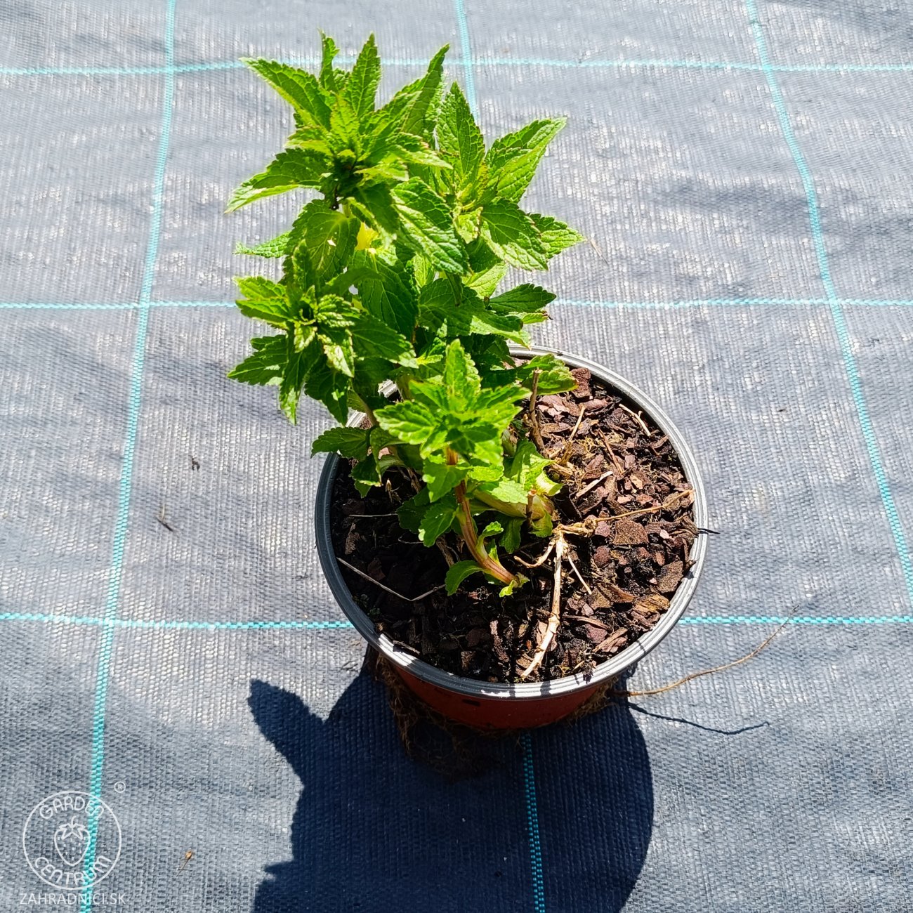 Obrázok Zvonček (Campanula) ´LODDON ANNA´ - kont. C1L