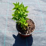 Zvonček (Campanula) ´LODDON ANNA´ - kont. C1L
