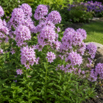 Zvonček (Campanula) ´LODDON ANNA´ - kont. C1L