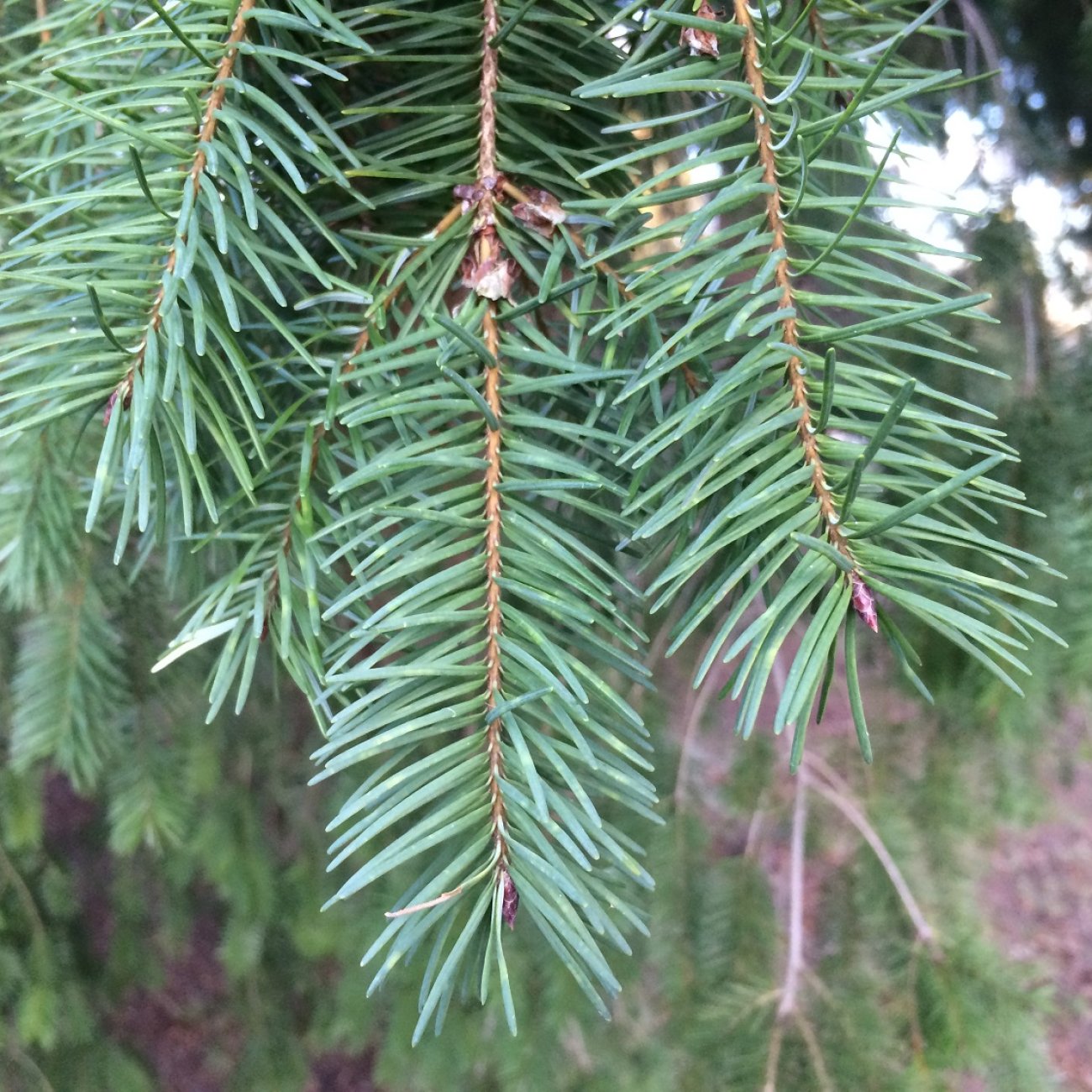 Obrázok Duglaska tisolistá (Pseudotsuga menziesii) - výška 30-50 cm, kont. C2L