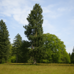 Duglaska tisolistá (Pseudotsuga menziesii) - výška 30-50 cm, kont. C2L