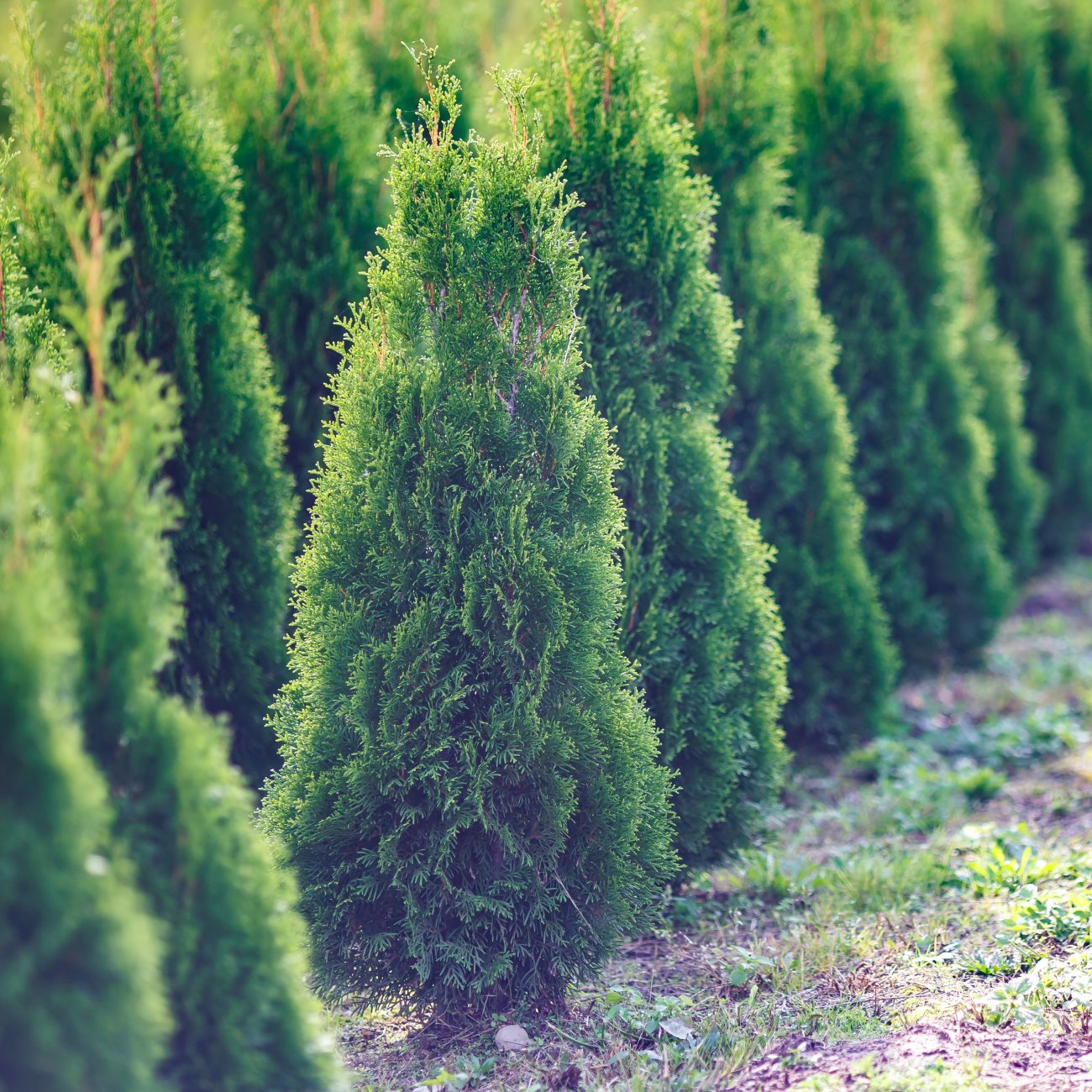 Obrázok Tuja západná (Thuja occidentalis) ´SMARAGD´ - výška 40-60 cm, kont. C3L