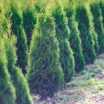 Tuja západná (Thuja occidentalis) ´SMARAGD´ - výška 40-60 cm, kont. C3L