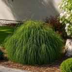 Tuja riasnatá (Thuja plicata) ‘WHIPCORD’ - výška 15-20 cm, ∅ 20-30 cm, kont. C2L