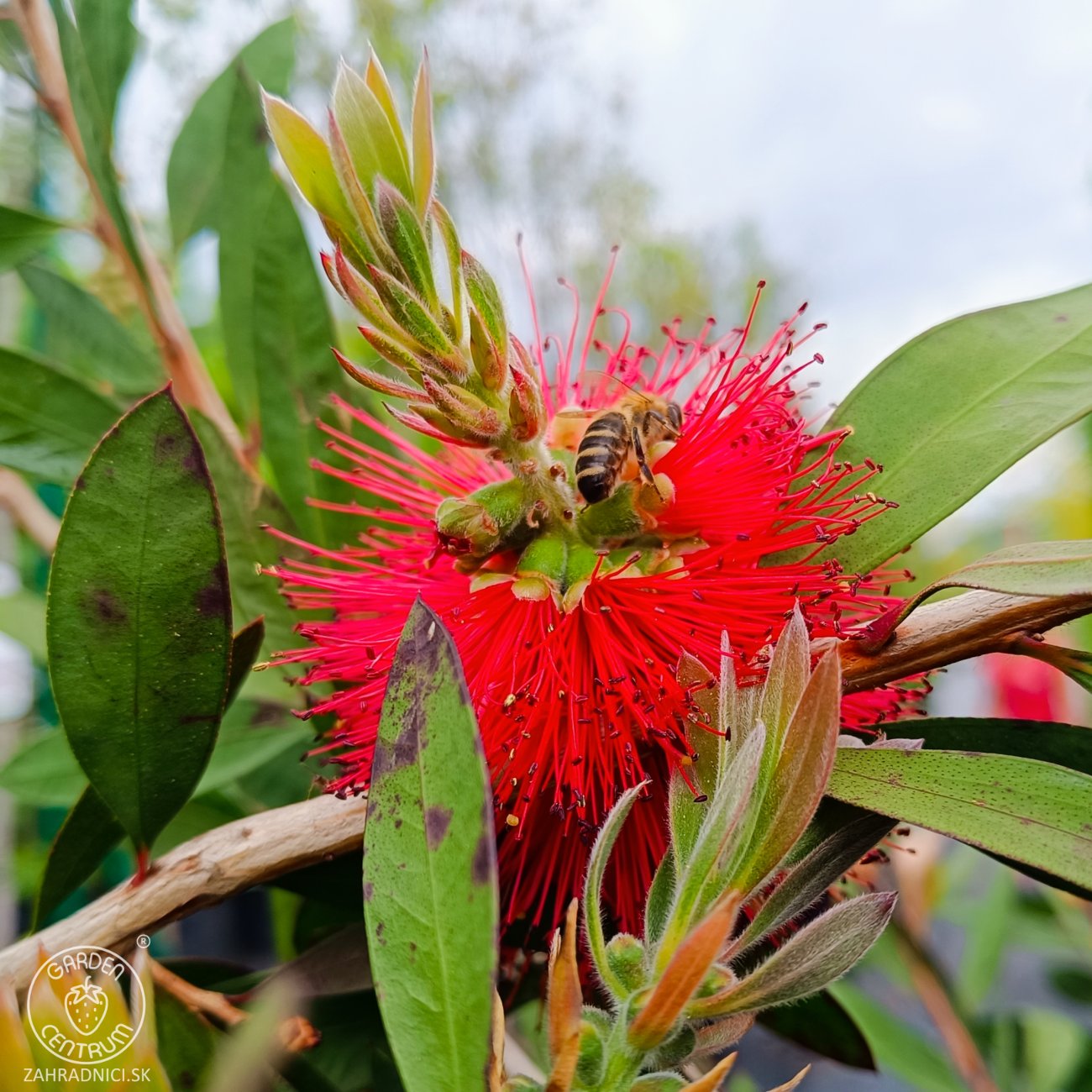 Obrázok Tyčinkovec kopijovitolistý (Callistemon citrinus) ´LAEVIS´ - výška 30-50 cm, C2L, červený