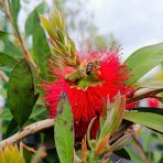 Tyčinkovec kopijovitolistý (Callistemon citrinus) ´LAEVIS´ - výška 30-50 cm, C2L, červený