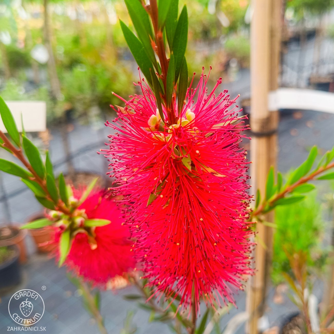 Obrázok Tyčinkovec kopijovitolistý (Callistemon citrinus) ´LAEVIS´ - výška 30-50 cm, C2L, červený
