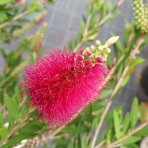 Tyčinkovec (Callistemon citrinus) ´VIOLACEUS´ - výška 270-290 cm, kont. C15L - NA KMIENKU, ružový