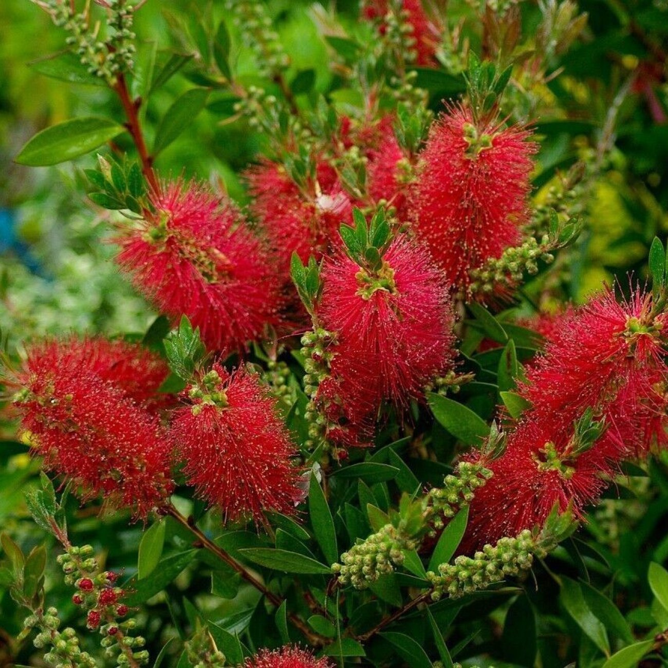 Obrázok Tyčinkovec vŕbovitý (Callistemon viminalis) ´RED ROCKET´® - výška 10-20 cm, kont. C2L